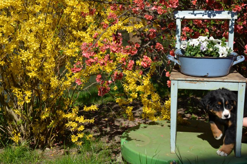 alter Stuhl mit einem Topf und Blumen