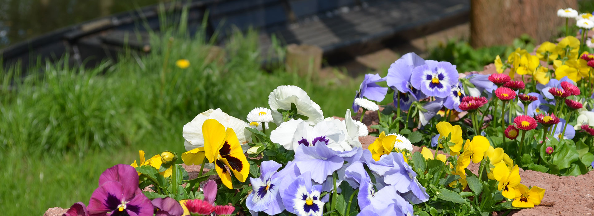 Blumen am Wasser